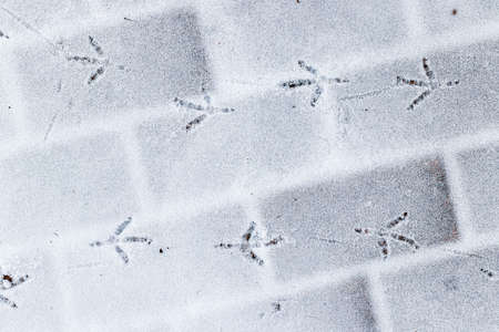 Bird footprints in the snow in winter. Winter weather and first snow concept.
