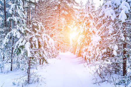 Sunbeams streaking through pine trunks in a winter pine forest after a snowfall at sunrise or...