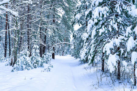 Snowfall in a pine forest on a winter cloudy day. Pine trunks covered with stuck snow.