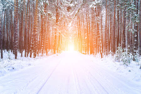 Automobile road through a pine winter forest covered with snow with the sun shining through the...