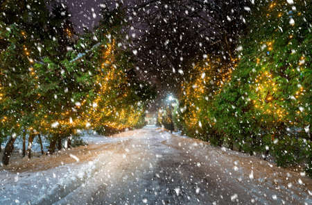 Snowfall in a winter park at night with christmas decorations, glowing lanterns, pavement covered with snow and trees in foggy weather.の写真素材