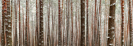 Snowfall in a pine forest on a winter cloudy day. Pine trunks covered with stuck snow.