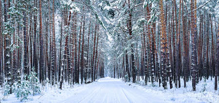 Automobile road through a pine winter forest covered with snow on a cloudy day. Pines along the...