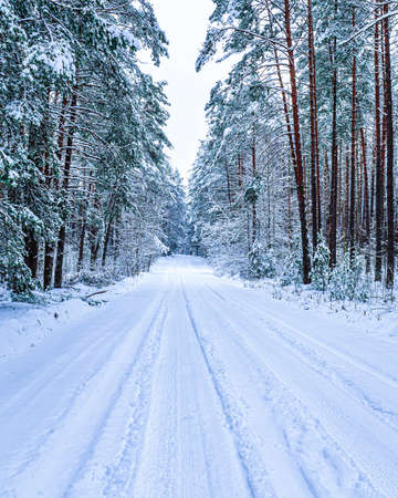Automobile road through a pine winter forest covered with snow on a cloudy day. Pines along the edges of the road.の写真素材