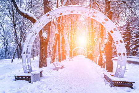 Winter park with trees, benches and pavement covered with snow after a snowfall in sunny day.の写真素材