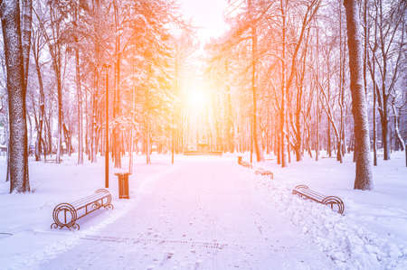 Winter park with trees, benches and pavement covered with snow after a snowfall in sunny day.
