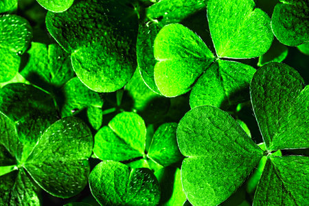 Background with green clover leaves for Saint Patrick's day. Abstract backdrop for design with a shamrock.の写真素材