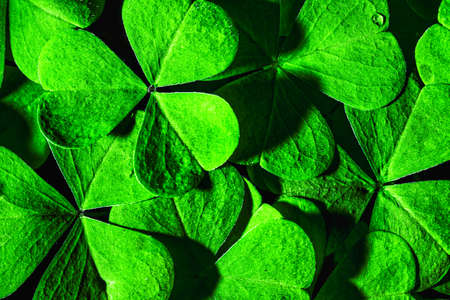 Background with green clover leaves for Saint Patrick's day. Abstract backdrop for design with a shamrock.の写真素材