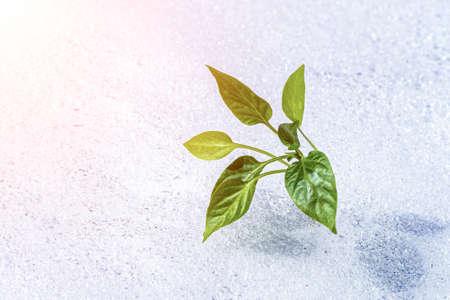 A green sprout breaking through the snow in spring. The concept of growth and development.の写真素材