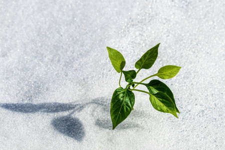 A green sprout breaking through the snow in spring. The concept of growth and development.