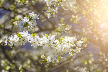 Cherry blossom branches with young leaves illuminated by sunlight in spring.