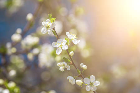 Cherry blossom branches with young leaves illuminated by sunlight in spring.の写真素材