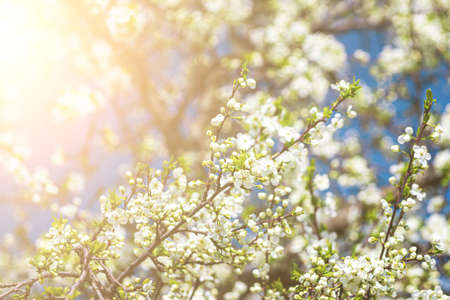 Cherry blossom branches with young leaves illuminated by sunlight in spring.の写真素材