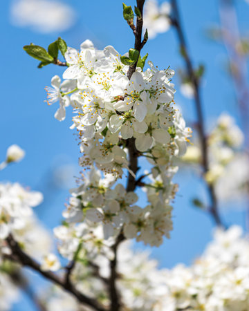 Cherry blossom branches with young leaves illuminated by sunlight in spring.