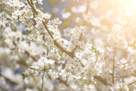 Cherry blossom branches with young leaves illuminated by sunlight in spring.