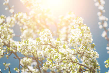 Cherry blossom branches with young leaves illuminated by sunlight in spring.