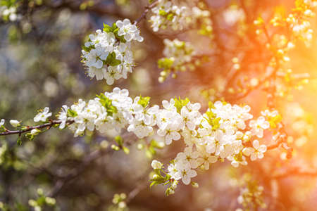 Cherry blossom branches with young leaves illuminated by sunlight in spring.の写真素材