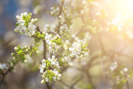 Cherry blossom branches with young leaves illuminated by sunlight in spring.の写真素材