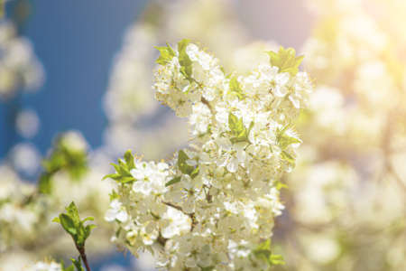 Apple blossom branches with young leaves illuminated by sunlight in spring.