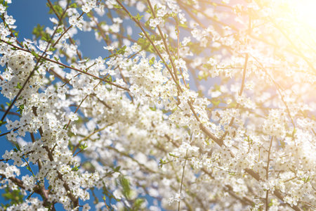 Cherry blossom branches with young leaves illuminated by sunlight in spring.