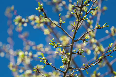Cherry blossom branches with young leaves illuminated by sunlight in spring.