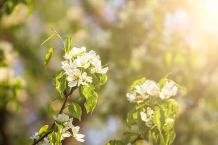 Apple blossom branches with young leaves illuminated by sunlight in spring.の写真素材