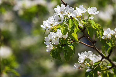 Apple blossom branches with young leaves illuminated by sunlight in spring.