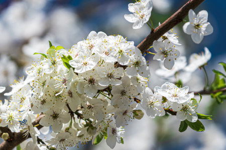 Cherry blossom branches with young leaves illuminated by sunlight in spring.