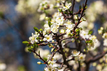Cherry blossom branches with young leaves illuminated by sunlight in spring.