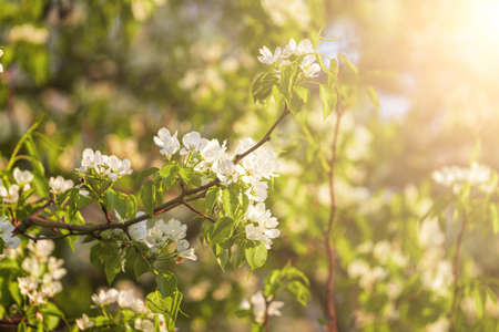 Apple blossom branches with young leaves illuminated by sunlight in spring.の写真素材