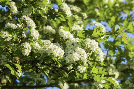 Hawthorn blossom branches with young leaves illuminated by sunlight in spring.