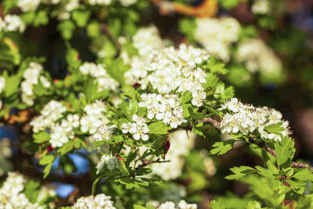 Hawthorn blossom branches with young leaves illuminated by sunlight in spring.の写真素材