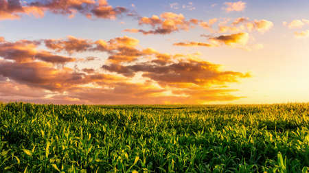 Ð¡orn field at sunset or sunrise with a cloudy sky. Rural landscape.の写真素材