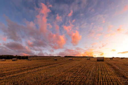 A field with golden haystacks with a cloudy sky at sunset or sunrise. Procurement of animal feed in...