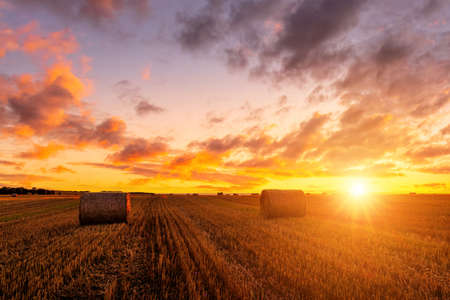 A field with golden haystacks with a cloudy sky at sunset or sunrise. Procurement of animal feed in agriculture.の写真素材