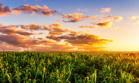 Ð¡orn field at sunset or sunrise with a cloudy sky. Rural landscape.の写真素材