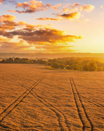 Top view of a sunset or sunrise in an agricultural field with ears of young golden rye or wheat with a cloudy sky. Rural landscape.の写真素材