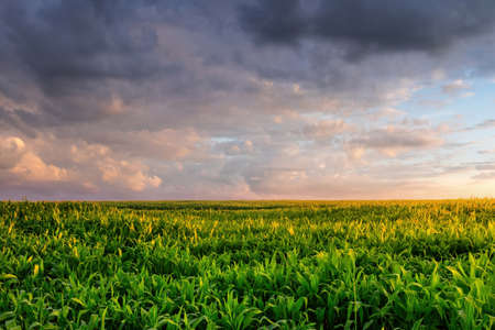 Ð¡orn field at sunset or sunrise with a cloudy sky. Rural landscape.の写真素材