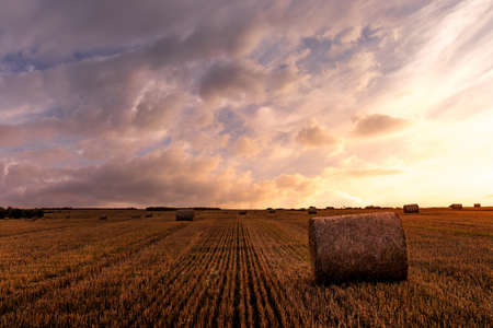 A field with golden haystacks with a cloudy sky at sunset or sunrise. Procurement of animal feed in agriculture.の写真素材