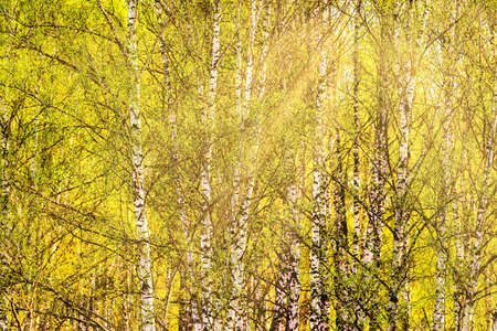 Birch branches covered with young bright green foliage and illuminated by the sun in the spring and sunbeams breaking through that.の写真素材