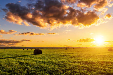A field with golden haystacks with a cloudy sky at sunset or sunrise. Procurement of animal feed in agriculture.の写真素材