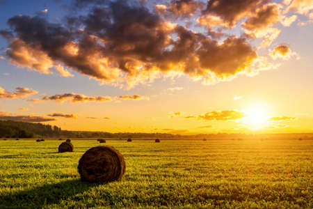 A field with golden haystacks with a cloudy sky at sunset or sunrise. Procurement of animal feed in...