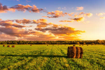 A field with golden haystacks with a cloudy sky at sunset or sunrise. Procurement of animal feed in...
