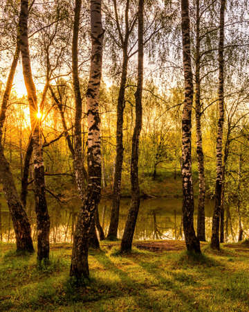 Grove of birches with young green leaves at dawn or dusk in spring or early summer.の写真素材