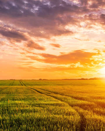 Sunset or sunrise in a rye or wheat agricultural field in summer. Rural landscape.の写真素材