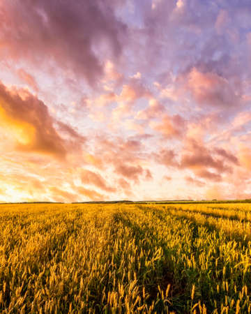 Sunset or sunrise in a rye or wheat agricultural field in summer. Rural landscape.