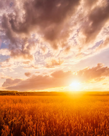 Sunset or sunrise in a rye or wheat agricultural field in summer. Rural landscape.の写真素材