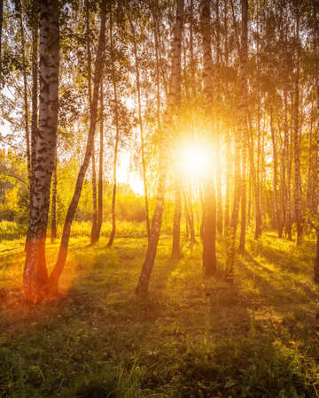 A scene of sunrise in a birch forest on a sunny summer morning with fog. landscape.の写真素材