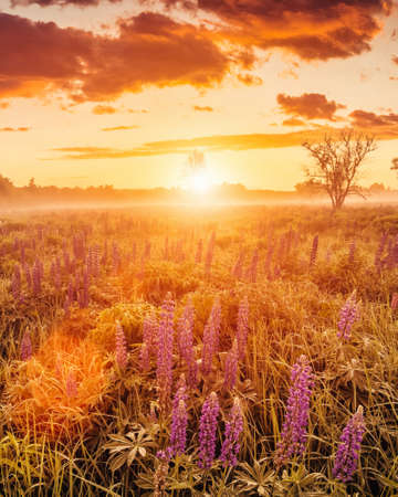 Sunrise on a field covered with flowering lupines in spring or early summer season with fog and cloudy sky in morning.の写真素材