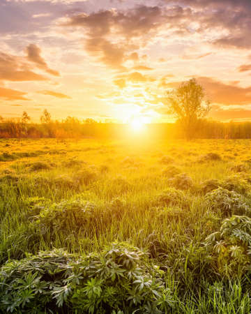 Sunrise in a spring field with green grass, lupine sprouts, fog and cloudy sky.の写真素材